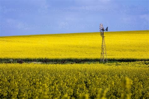 Image of Canola Crop on Western Australian farms - Austockphoto