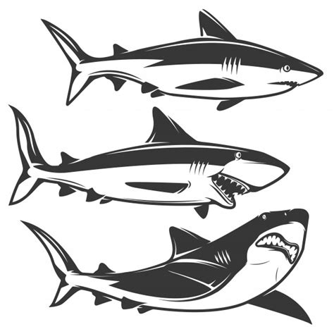 Shark Vector Art at Vectorified.com | Collection of Shark Vector Art ...