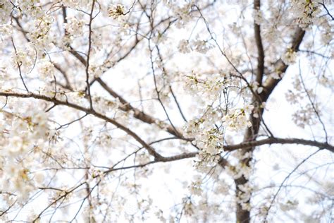 Cherry Blossom Landscape in Korea 18787345 Stock Photo at Vecteezy