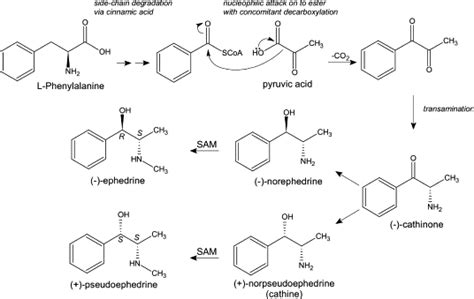 Ephedrine | Synthesis of ephedrine and related alkaloids ( M.G. Soni et al. ) | Teaching ...