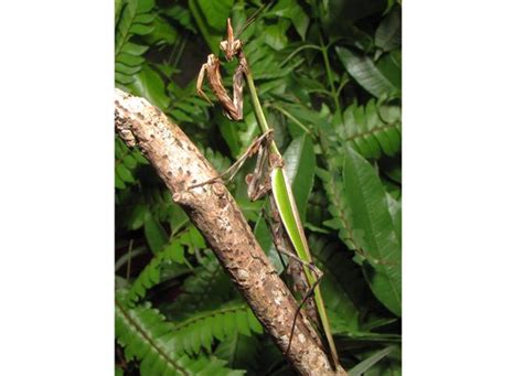 Mantis Camo | Cleveland Museum of Natural History