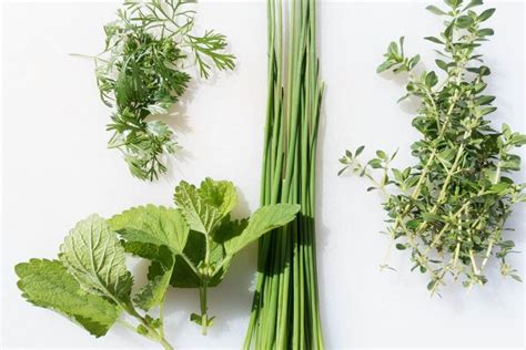 Five Common Herbs Of The Caribbean That Bring You Different Tastes