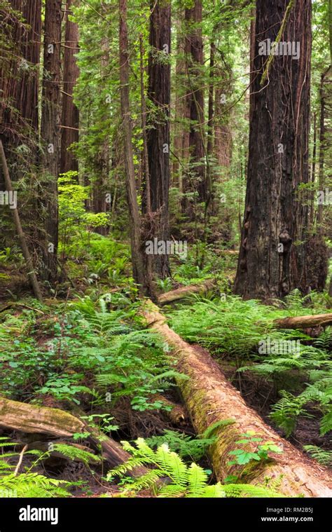 Giant redwoods, Sequoia sempervirens, along the Avenue of the Giants in Northern California, USA ...