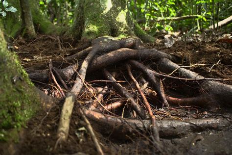 Mangrove roots [IMAGE] | EurekAlert! Science News Releases