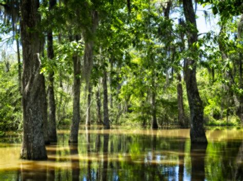 Honey Island Swamp, Louisiana