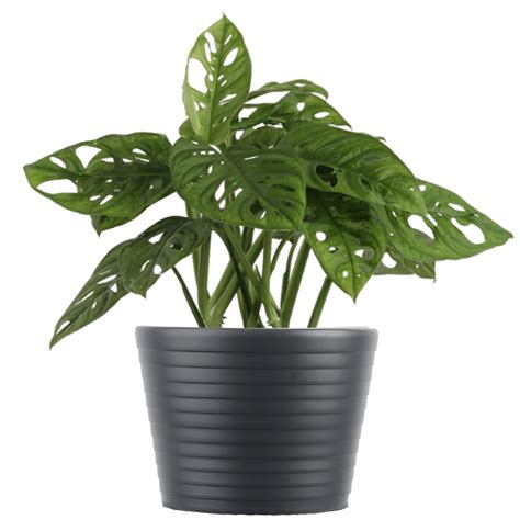 Costa Farms Live Indoor 14in. Trending Tropicals Little Swiss Monstera - Walmart.com - Walmart.com