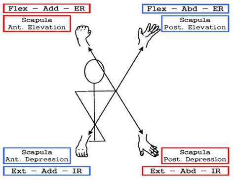 PNF patterns - arm and scapula diagonals | Physio Therapy :: Random | Pinterest | D1, Scapula ...