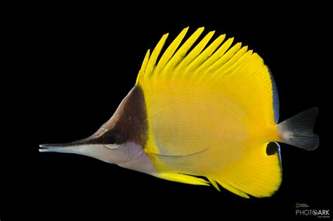 Photo Ark Home Yellow Longnose Butterflyfish | National Geographic Society