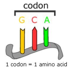 Codon | Anticodon Introduction, Chart & Examples