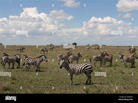 tanzania serengeti africa zebra herd migration Stock Photo - Alamy