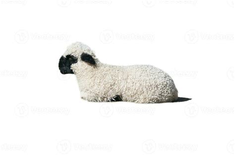 black and white lamb isolated, exposed, lying to work. Farm animal from ...