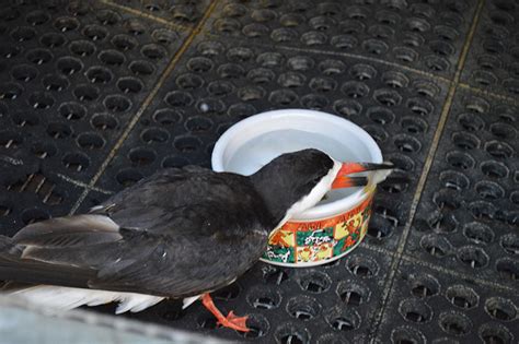 Wildlife rehab prepares to treat birds poisoned by red tide - Anna ...