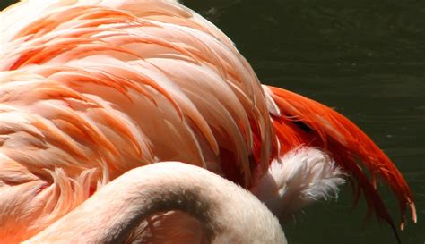 'flamingo feathers' on skitterphoto