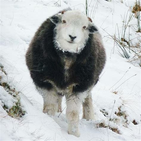 Herdwick sheep | Cute animals, Animals, Lake district