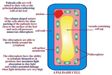 Internal Structure of a Leaf