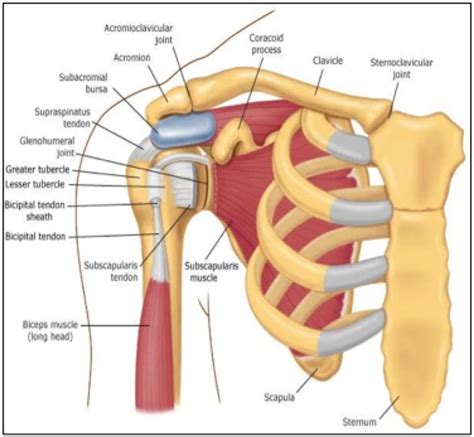 Conjoint Tendon Cadaver