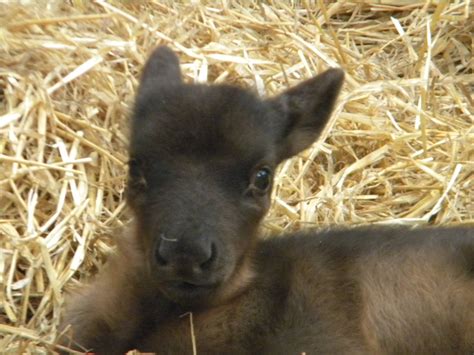 Baby Reindeer at Blackpool Zoo 14/05/11 - ZooChat