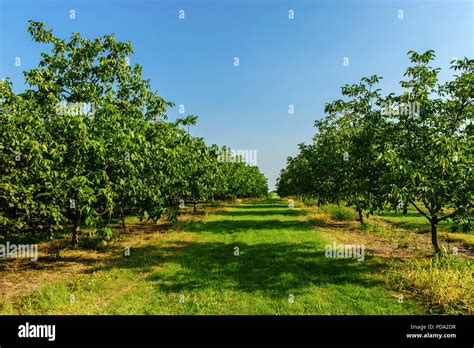 Walnut plantation hi-res stock photography and images - Alamy