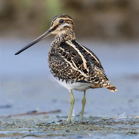 CommonSnipe(Gallinago-gallinago) | Like Nature - Premium online ...