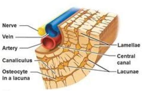 what. is. Lamellae??? - Brainly.in