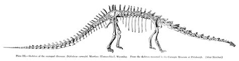 Dinosaur Skeletal Reconstruction Prehistoric Animal Bones - Diplodocus Skeleton - 6 Large