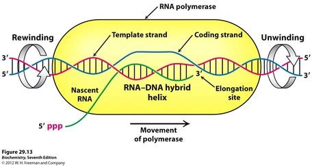 Components of Transcription factors - TRANSCRIPTION FACTORS (PROKARYOTES)