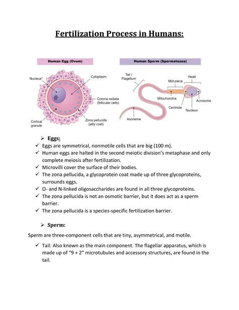 SOLUTION: Fertilization Process in Humans And Steps of Fertilization - Studypool