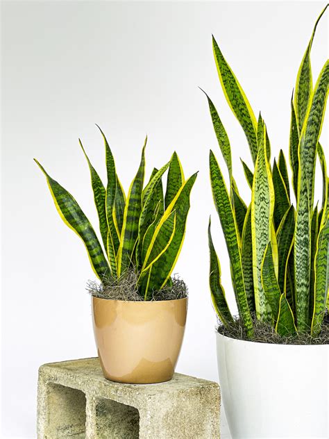 Snake Plant Care: The Ultimate Guide to Keeping Your Plant Happy