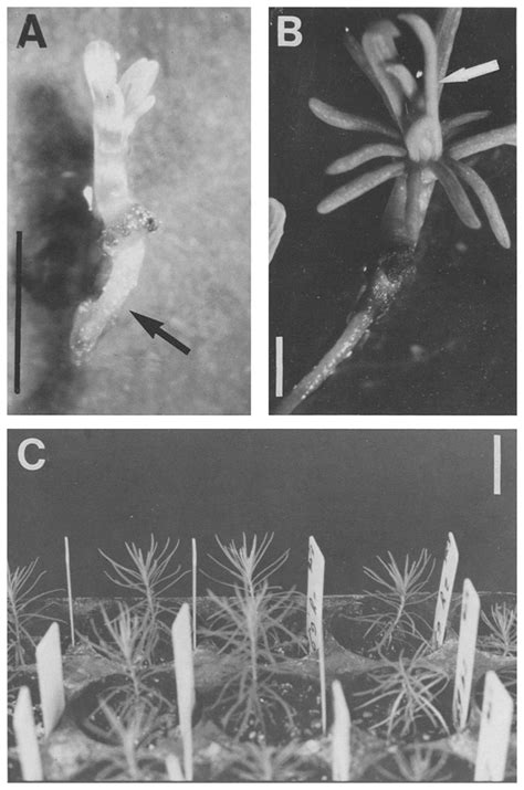 Hybrid larch somatic embryo (line 69) (A) germinating on the growth... | Download Scientific Diagram