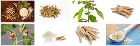 Ashwagandha Benefits for Anxiety and Sleep – Beaufort Organics