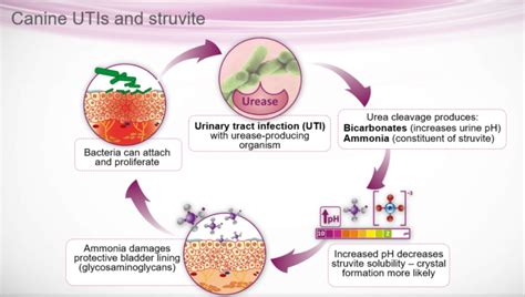 What Foods Cause Struvite Crystals In Dogs