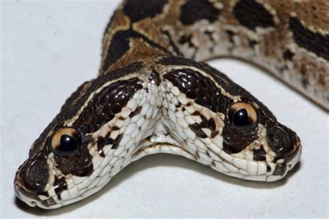 Ultra-rare deadly viper snake with TWO heads spotted – and venomous ...