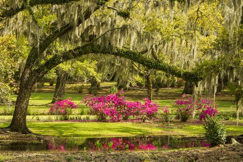 Avery Island's Jungle Gardens - pam-and-edmund-mcilhenny