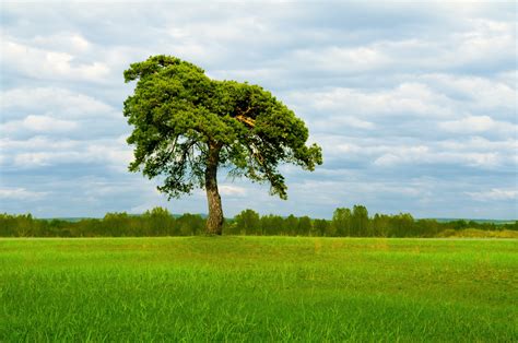 A Pine Tree In A Field Free Stock Photo - Public Domain Pictures