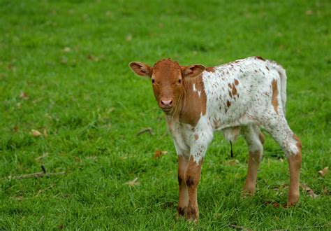 Grant’s Farm starts a new season Friday, sans elephants | Entertainment | stltoday.com