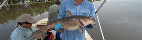 When and where are catfish fat fish? - NESP Resilient Landscapes Hub