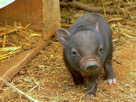 Potbellied Pigs as Pets: Is This the Right Pet for You? - Petful