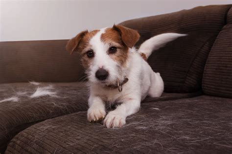 How to Stop Your Dog From Shedding Hair | Green Lane Farm Boarding Kennels