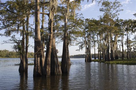 Atchafalaya Basin — Atchafalaya National Heritage Area