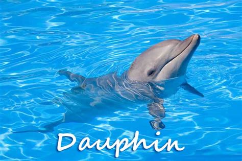 Dauphins en Provence | Provence 7