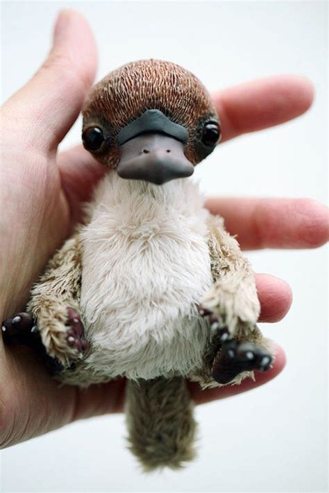 Platypus | Baby platypus, Cute baby animals, Baby animals