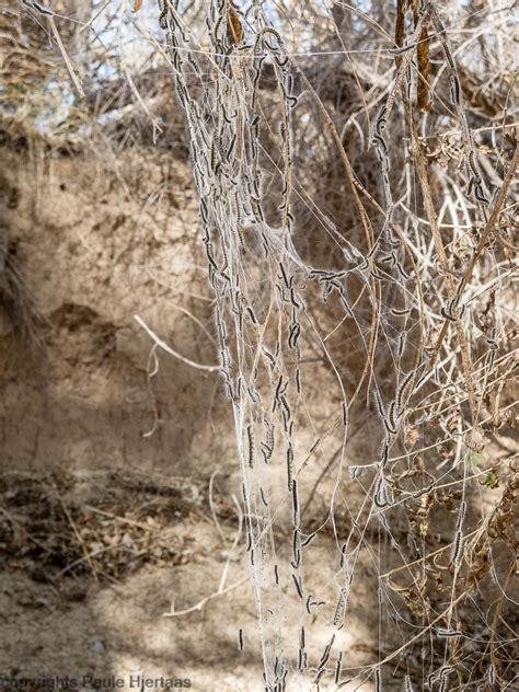 2178 Tent Caterpillars 2 | Severe Tent Caterpillar infestati… | Flickr