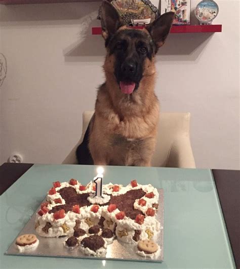 Like this big beautiful German shepherd every dog deserves a birthday cake this awesome!