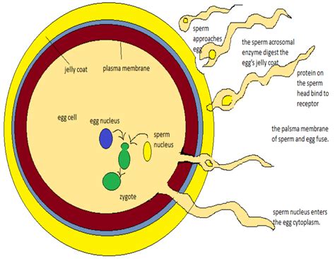 Fertilization Diagram