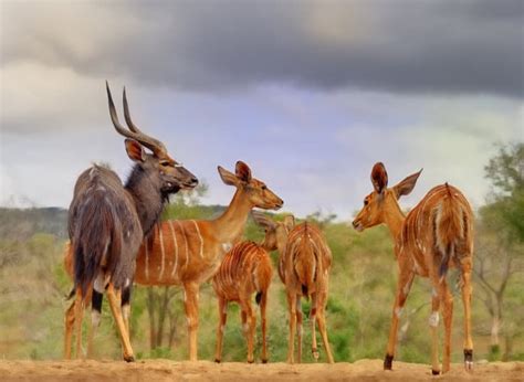 16 Incredible Facts About Nyala, The Legendary African Antelope