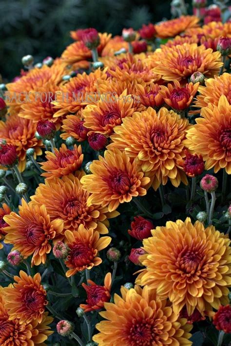 Beautiful Fall Mums Garden Landscaping Ideas in 2020 | Fall mums, Autumn garden, Fall flowers