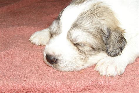 Great Pyrenees puppies | RNCB | Flickr