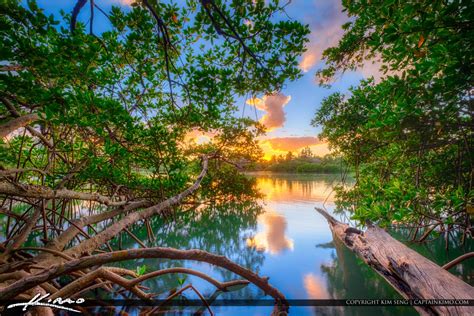 Lagoon Jupiter Beach Park Mangrove | Royal Stock Photo