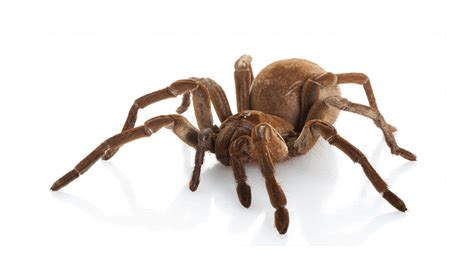 Fangs Goliath Birdeater Biggest Spider In The World - bmp-cyber