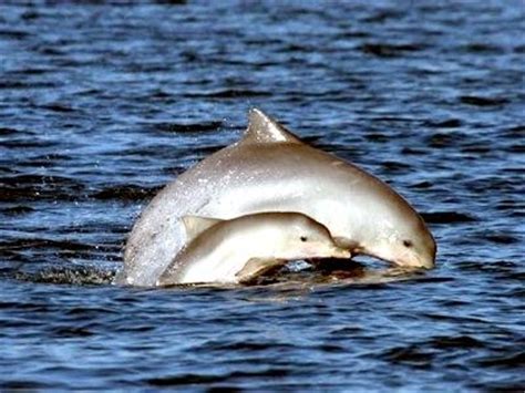 Tucuxi Dolphin – "OCEAN TREASURES" Memorial Library